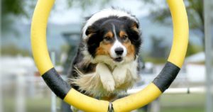 exercise your dog - Photo by Andrea Lightfoot on Unsplash