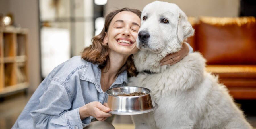 pet food formats in bowls for dogs and cats
