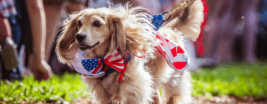 How to Calm Your Pet After the Fourth of July Weekend