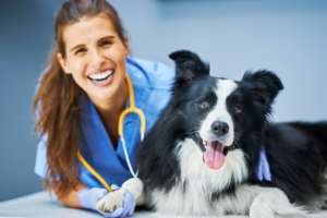 Dog at vet appointment during regular veterinary check-up