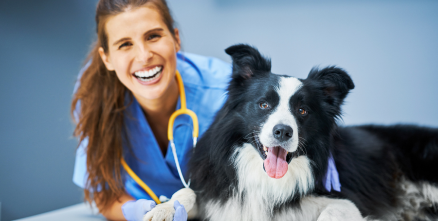 Dog at vet appointment during regular veterinary check-up