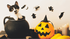 cat sitting near pumpkins safely indoors