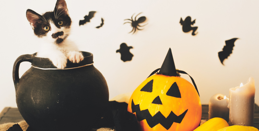 cat sitting near pumpkins safely indoors