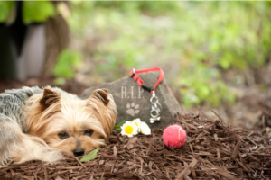 6 Gentle Ways to Honor a Pet’s Memory During the Holidays