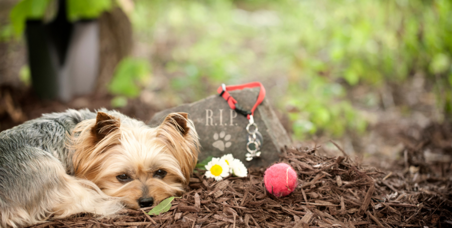 6 Gentle Ways to Honor a Pet’s Memory During the Holidays