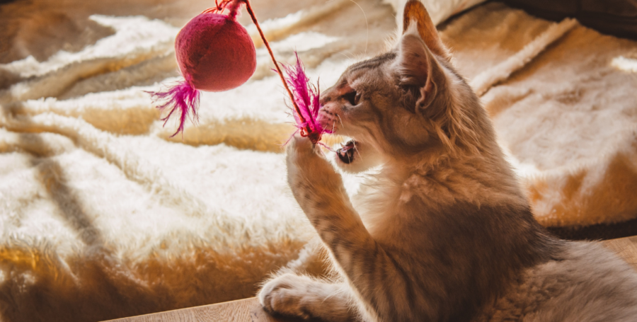 Cat playing with an interactive tool