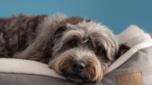 A grey-muzzled dog resting on a soft orthopedic bed