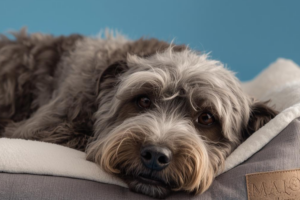 A grey-muzzled dog resting on a soft orthopedic bed
