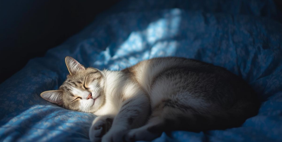 A cat sleeping deeply in a sunbeam