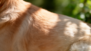 Close-up of healthy pet skin and fur
