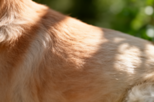 Close-up of healthy pet skin and fur