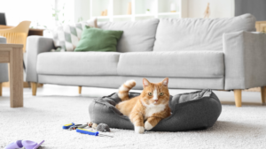 Clean organized pet corner with fresh bedding and toys