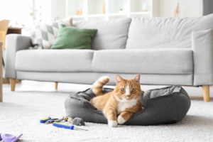 Clean organized pet corner with fresh bedding and toys