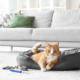 Spring Cleaning for Pet Parents: Refreshing Your Home and Rituals