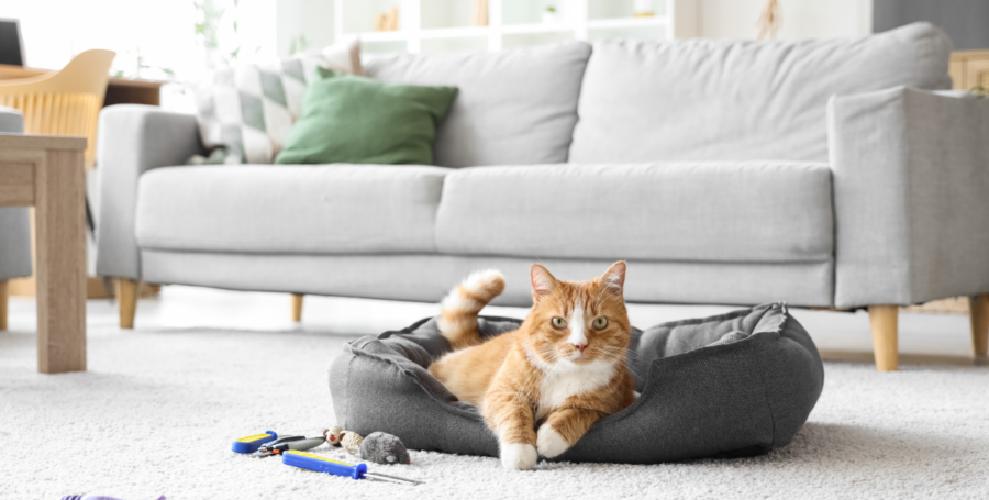 Clean organized pet corner with fresh bedding and toys