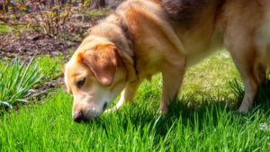 A dog sniffing fresh spring grass in a sunny garden