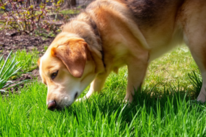 A dog sniffing fresh spring grass in a sunny garden