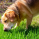Spring Pet Care: Gentle Ways to Support Seasonal Transitions