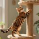 The Bengal: Temperament, Care & Personality Guide