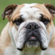 The Bulldog: Temperament, Care & Personality Guide