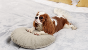 A Cavalier King Charles Spaniel resting peacefully beside their person, reflecting a life shaped by closeness.
