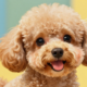 The Poodle: Temperament, Care & Personality Guide