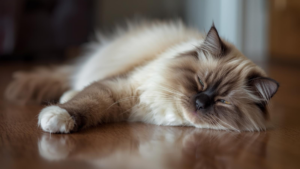 A Ragdoll cat resting peacefully indoors, reflecting calm companionship and trust.