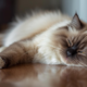 The Ragdoll Temperament, Care & Personality Guide