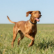 The Vizsla: Temperament, Care & Personality Guide
