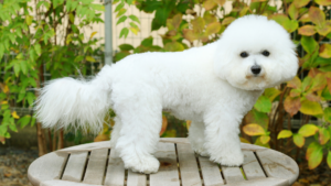 a bichon frise standing in a garden
