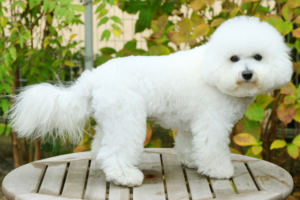 a bichon frise standing in a garden