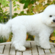 The Bichon Frise: Temperament, Care & Personality Guide