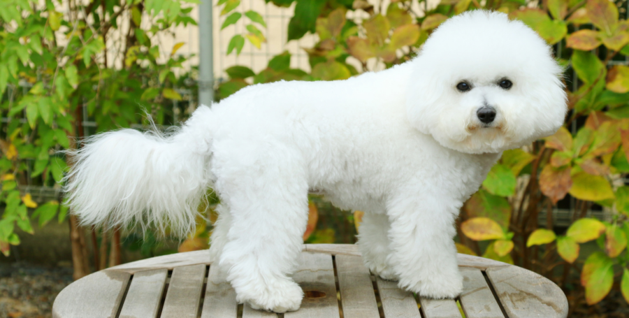 a bichon frise standing in a garden