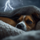 Pet Thunderstorm Anxiety: Calm and Comfort Tips
