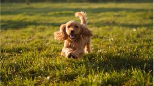 Cocker Spaniel playing outdoors