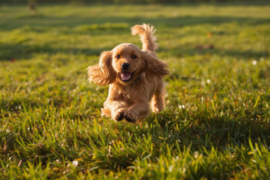 Cocker Spaniel playing outdoors