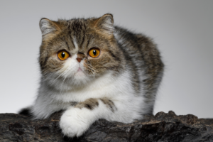 The Exotic Shorthair: Temperament, Care & Personality Guide