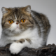 The Exotic Shorthair: Temperament, Care & Personality Guide