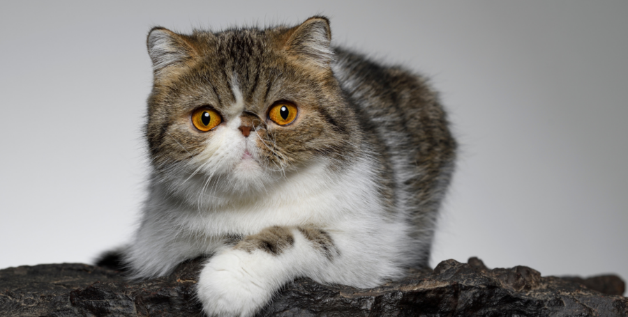 The Exotic Shorthair: Temperament, Care & Personality Guide