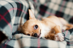 Dog resting on clean orthopedic bed in a pet friendly home