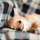 Creating a Healthy and Pet Friendly Home