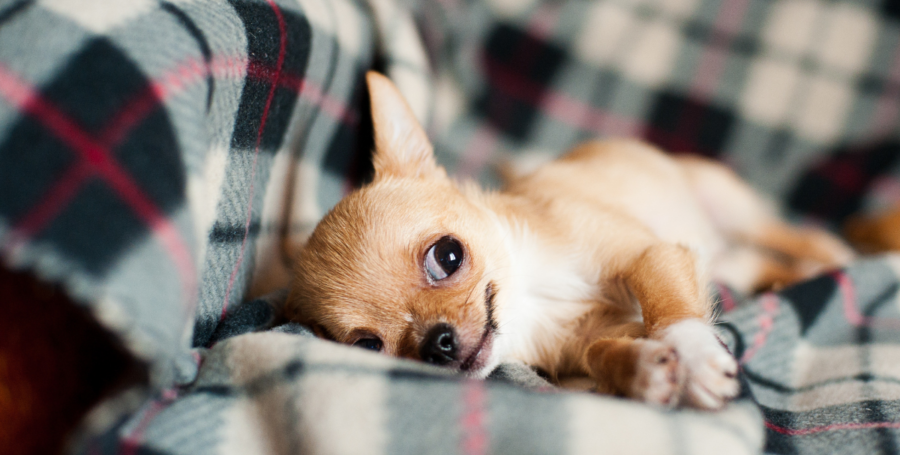 Dog resting on clean orthopedic bed in a pet friendly home