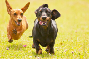 Dog running during summer pet travel