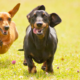 Supporting Pets During Summer Travel