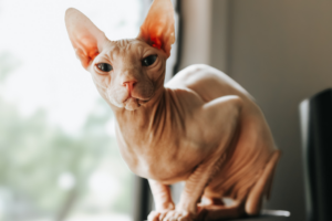 Cat perch inside the house
