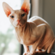 Summer Paw Care Tips for Dogs and Cats