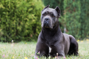 cane corso sitting in the garden