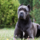 Senior Pet Care Tips for Spring Wellness