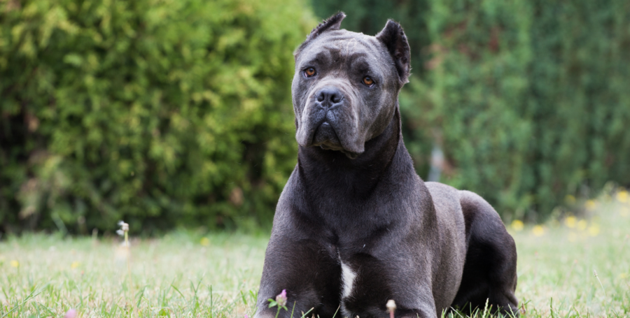 cane corso sitting in the garden