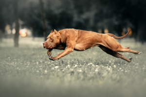 Cane Corso muscular dog portrait